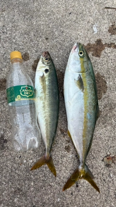 ハマチの釣果