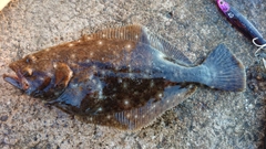 ソゲの釣果
