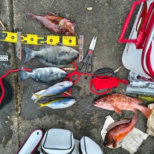 オナガグレの釣果