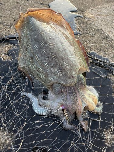 コウイカの釣果