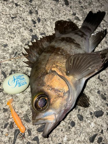 メバルの釣果