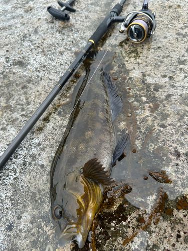 アイナメの釣果