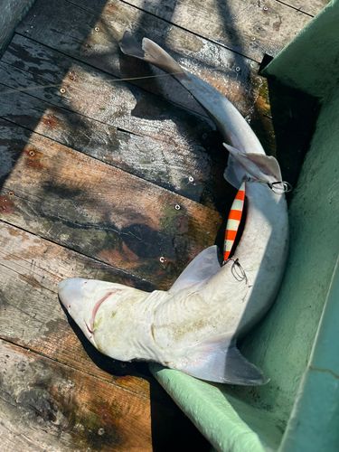 サメの釣果