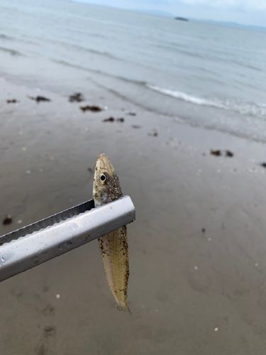 シロギスの釣果