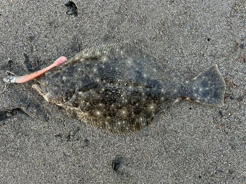 ヒラメの釣果