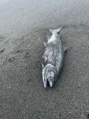 サクラマスの釣果