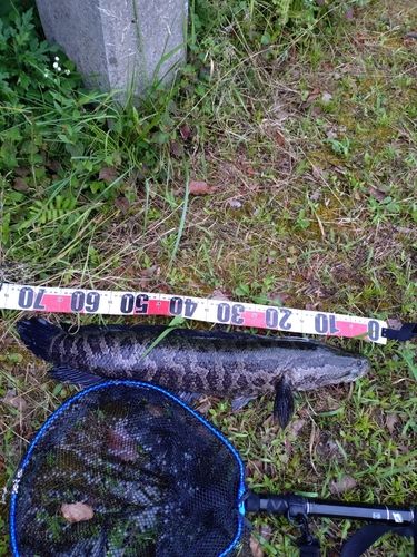 ライギョの釣果