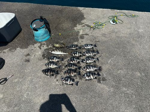 イシダイの釣果