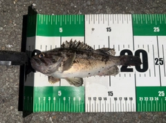 メバルの釣果