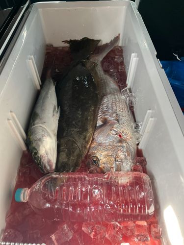 タイの釣果
