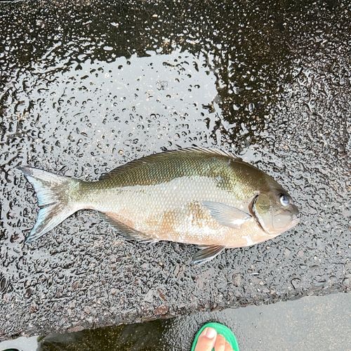 クロメジナの釣果