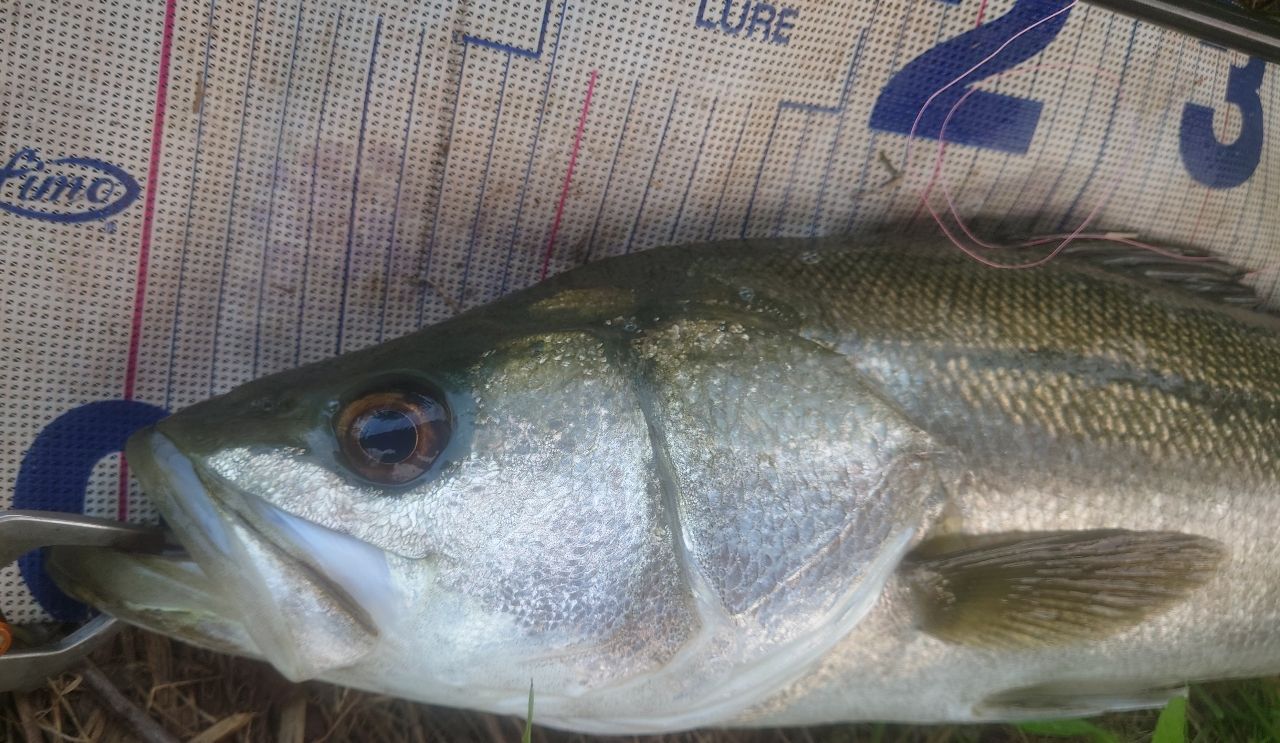 涸沼シーバス魂 のり さんの 2026年06月15日のシーバスの釣り・釣果