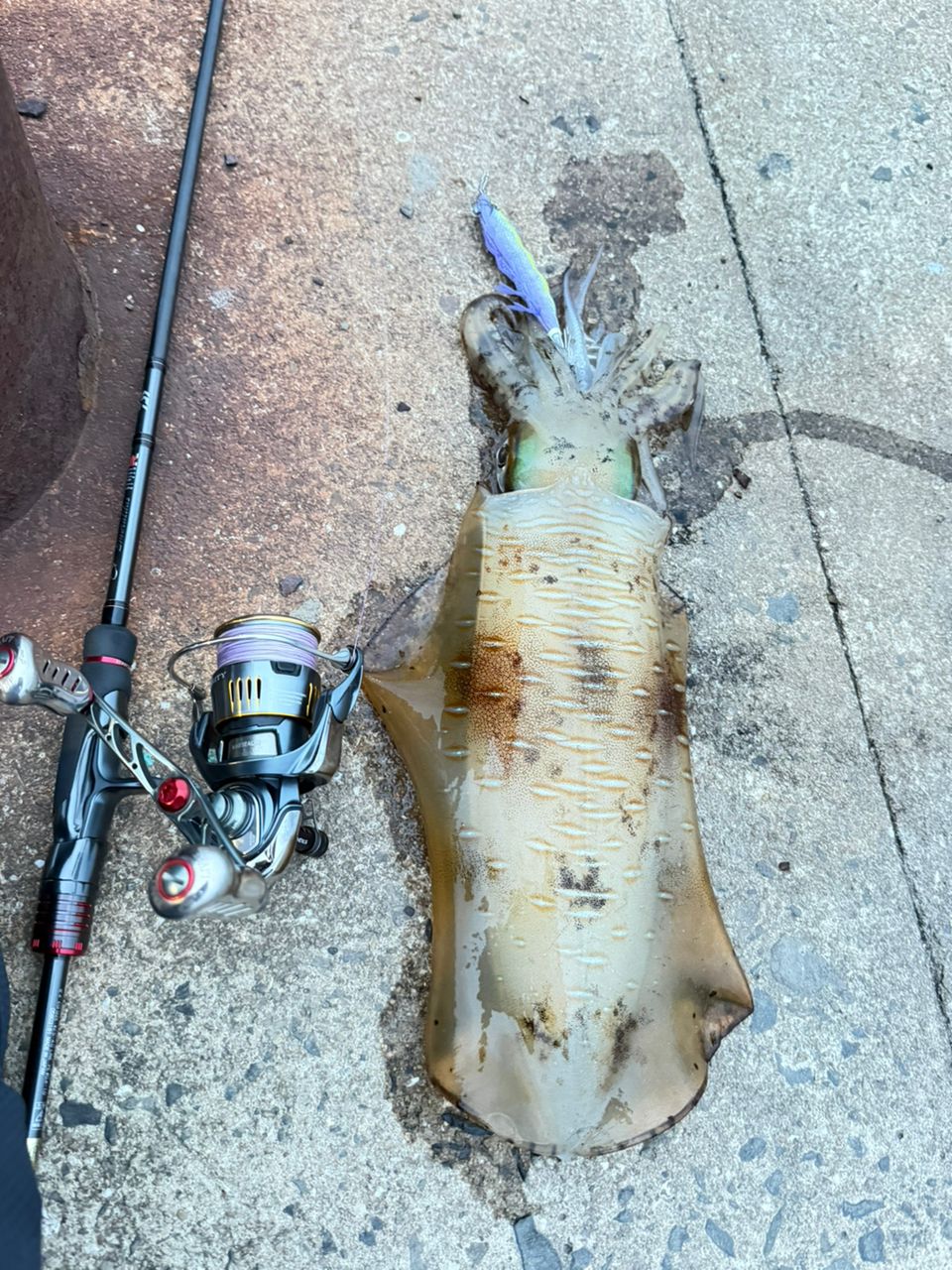 アオリイカの釣果写真