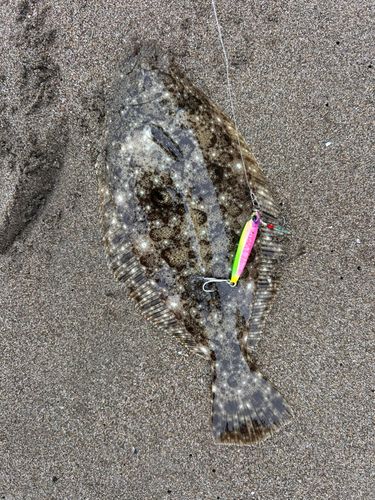 ヒラメの釣果