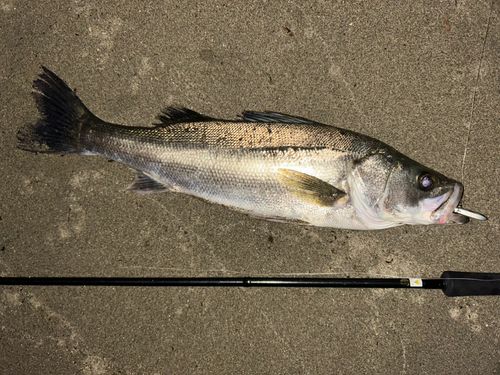スズキの釣果