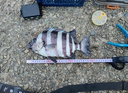 サンバソウの釣果