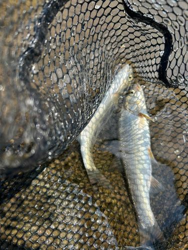 ウグイの釣果