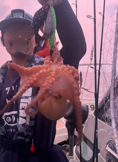 タコの釣果