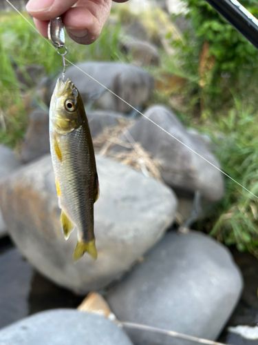カワムツの釣果