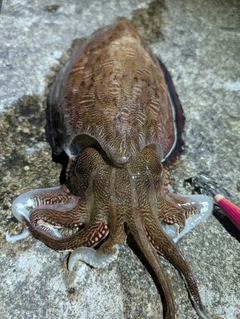 モンゴウイカの釣果