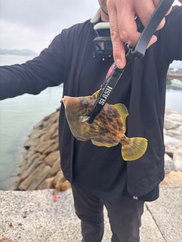 カワハギの釣果