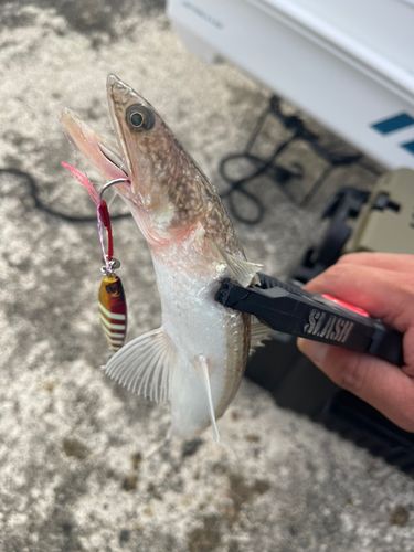 エソの釣果