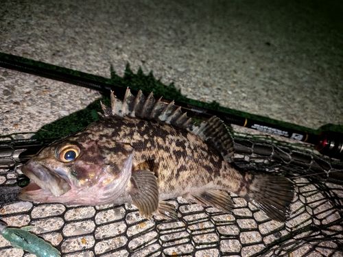 クロソイの釣果