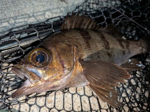 メバルの釣果