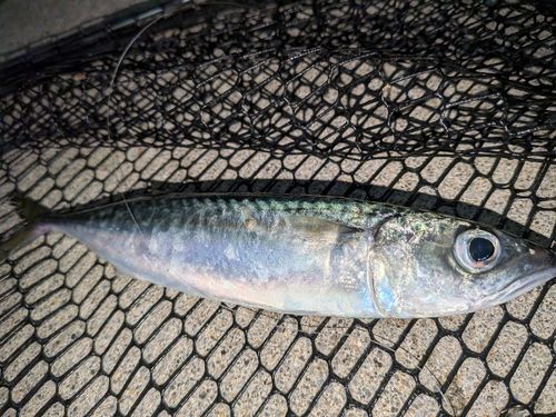 サバの釣果
