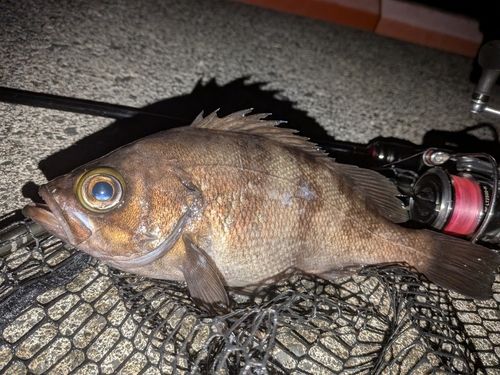 メバルの釣果