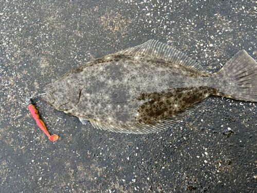 ヒラメの釣果
