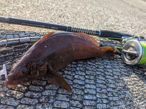 クジメの釣果