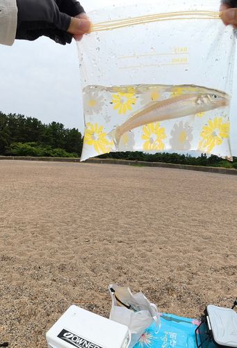 キスの釣果