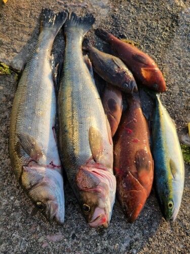 シーバスの釣果