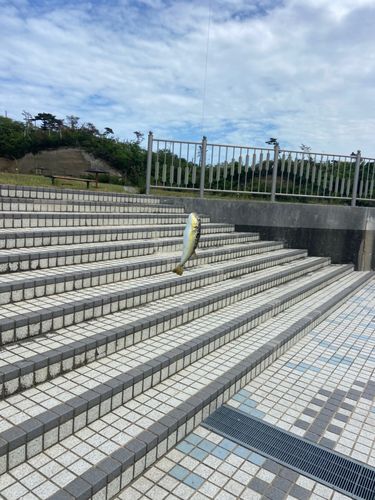 フグの釣果