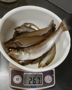キスの釣果
