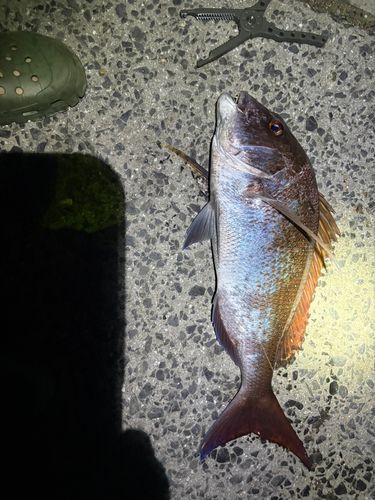 タイの釣果