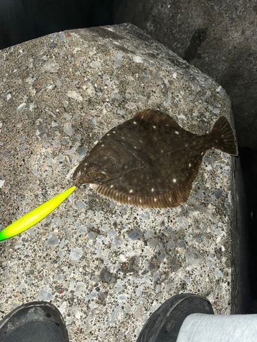 イシガレイの釣果