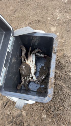 ワタリガニの釣果