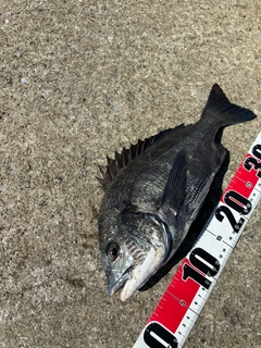 クロダイの釣果