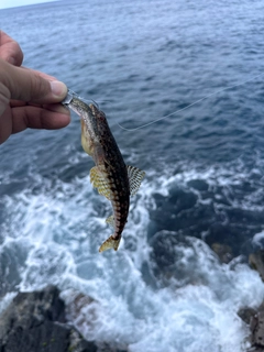エソの釣果
