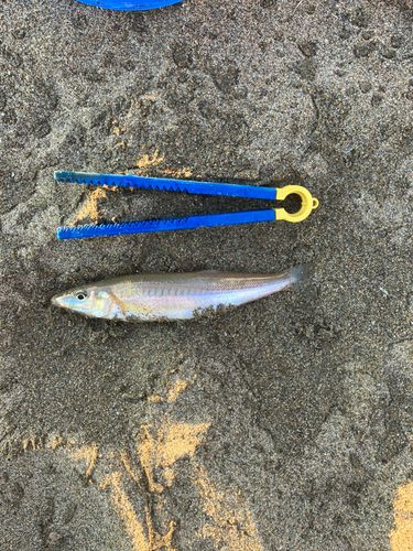 キスの釣果