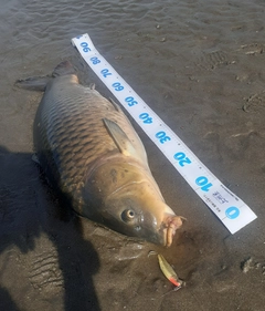 コイの釣果