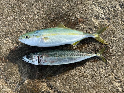 フクラギの釣果