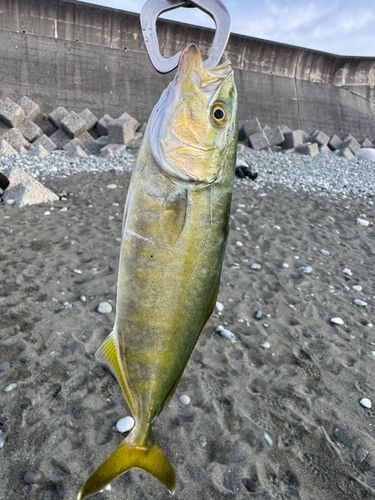 ワカシの釣果