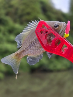 ブルーギルの釣果