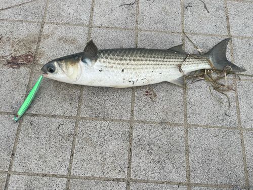 ボラの釣果