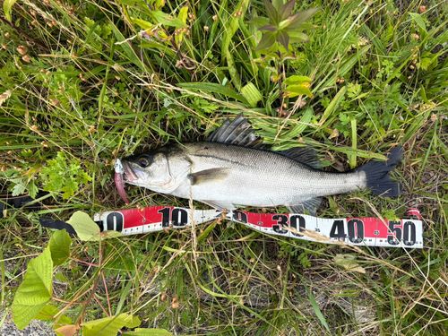 セイゴ（マルスズキ）の釣果