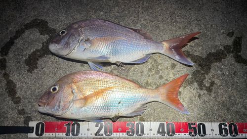マダイの釣果