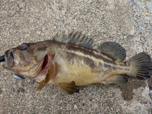 シマソイの釣果